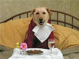 Video of Two Dogs at&nbsp;Breakfast